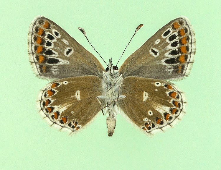 Aricia agestis (aberrant subtus-radiata+postico-obsoleta) (Internet Image property of respective owner, non-commercial use only)